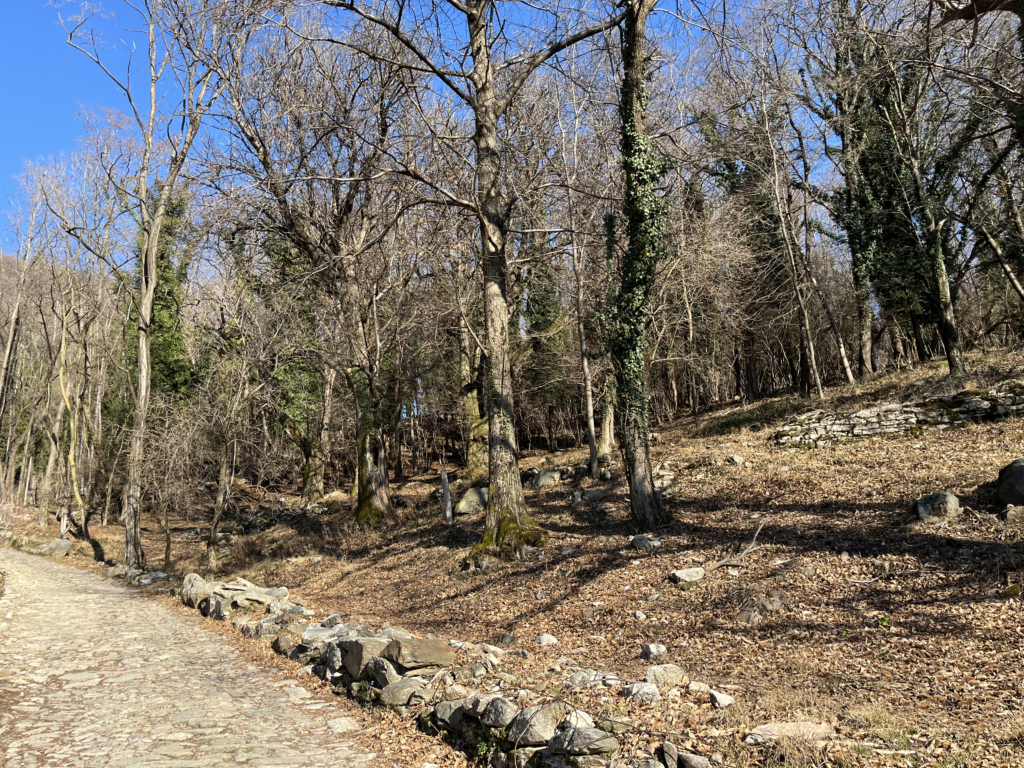 bosco di fianco alla mulattiera