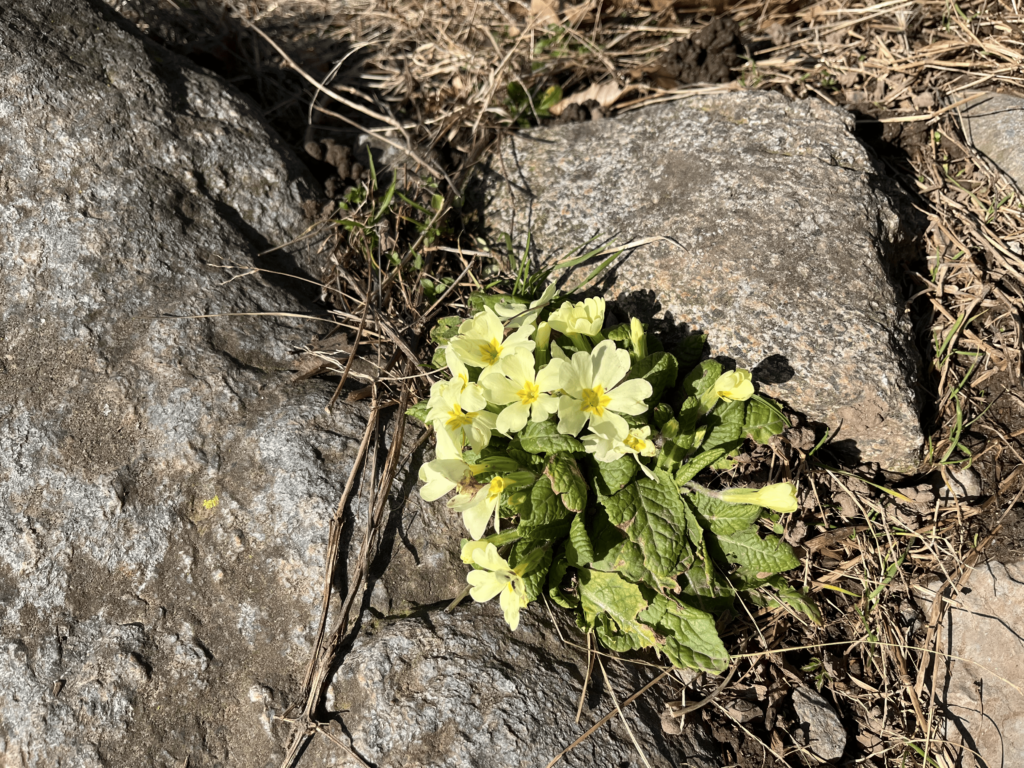 IMG_0239 primula comune tra i sassi